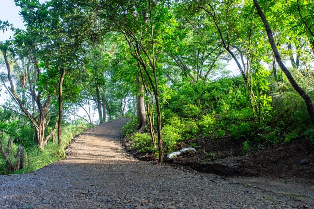 Well Priced Guiones Lot