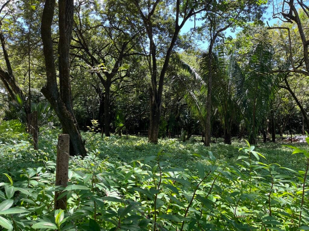 Prime Location Lot in North Guiones