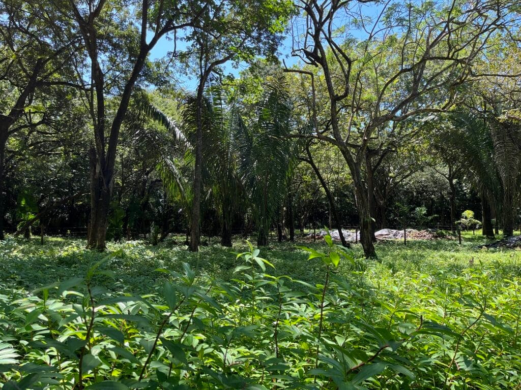 Prime Location Lot in North Guiones