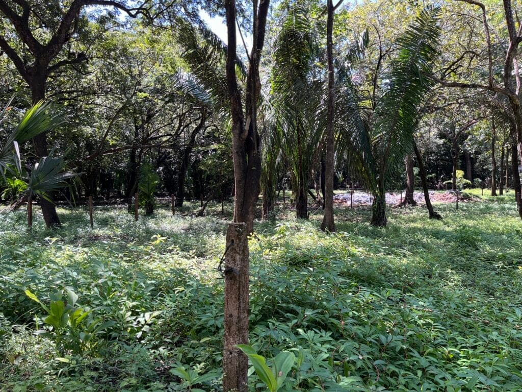 Prime Location Lot in North Guiones