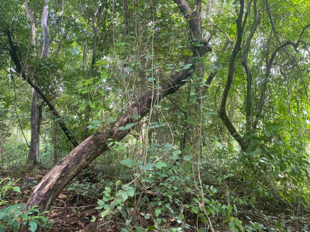 North Pelada Lot Close to Beach – Boca