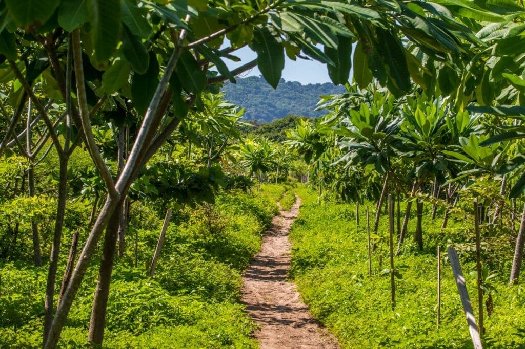 Multi-Unit Beachfront Property