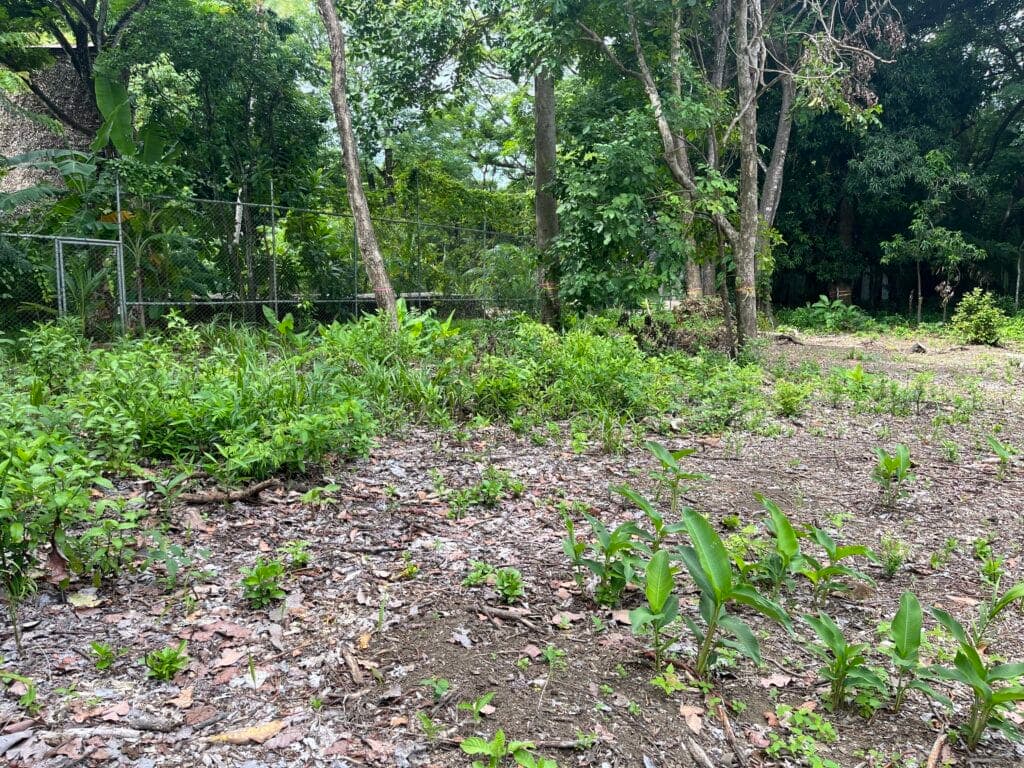 Tranquil Lot Bordering Green Space W/ Plans