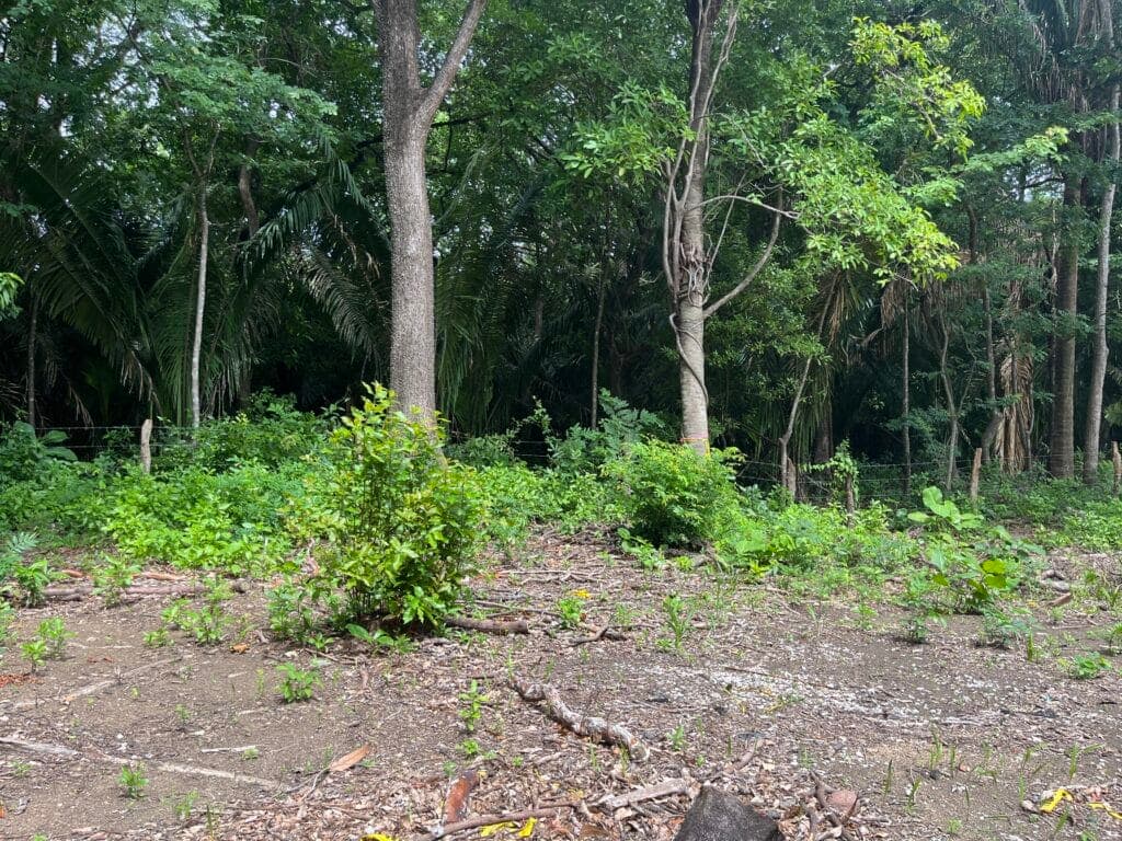 Tranquil Lot Bordering Green Space W/ Plans