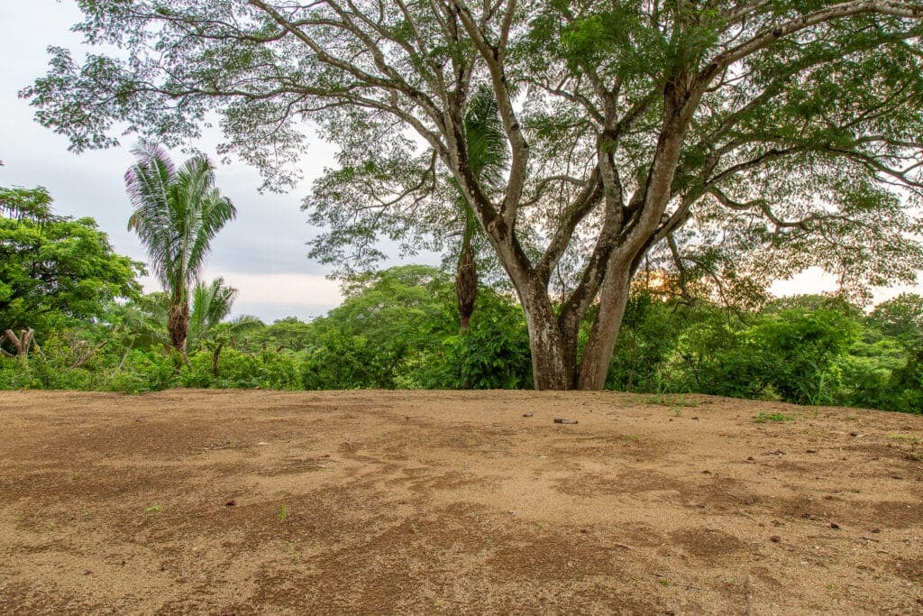 Well Priced Guiones Lot