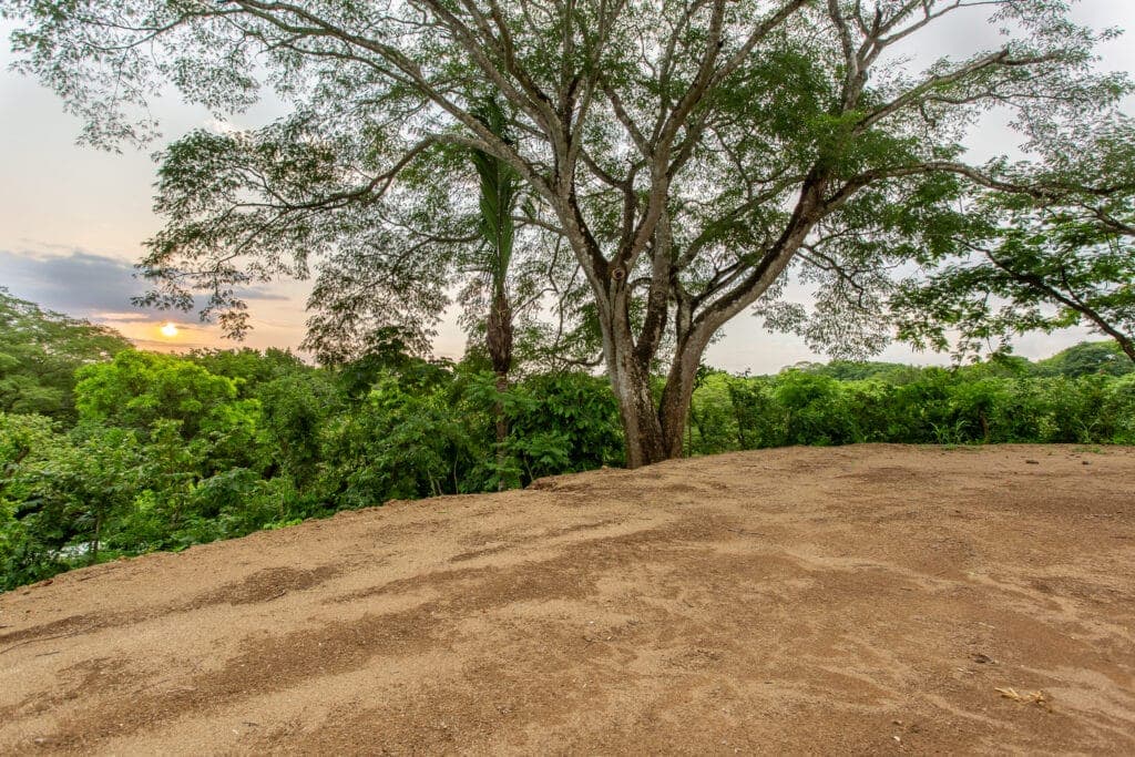 Well Priced Guiones Lot